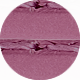 Fuksja